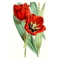 thumbnail image 2 of Curtis  11x14 Gold Ornate Wood Framed with Double Matting Museum Art Print Titled - Curtis Tulips V, 2 of 4