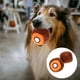 thumbnail image 4 of KAKOWELY 2 juguetes chirriantes para mascotas con forma de kiwi, juguete interactivo para masticar perros, juguete molar., 4 of 4