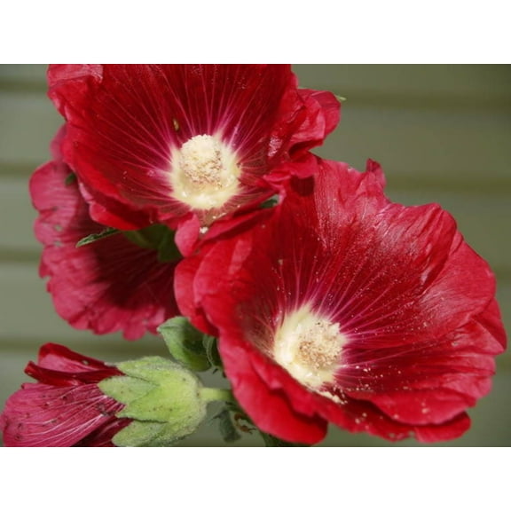 25 MAROON RED HOLLYHOCK Alcea Rosea Flower Seeds Perennial