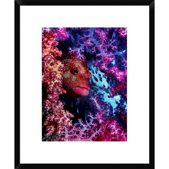 Global Gallery Dani Barchana 'Coral Hind' Framed Wall Art