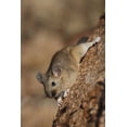 thumbnail image 2 of Grall, Don 13x18 White Modern Wood Framed Museum Art Print Titled - CO, Pike NF Bushy-tailed woodrat on a tree, 2 of 4