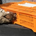 thumbnail image 5 of Premier 1 Quail Transport Crate - 26" L x 16" W x 5" H (Single), 5 of 7