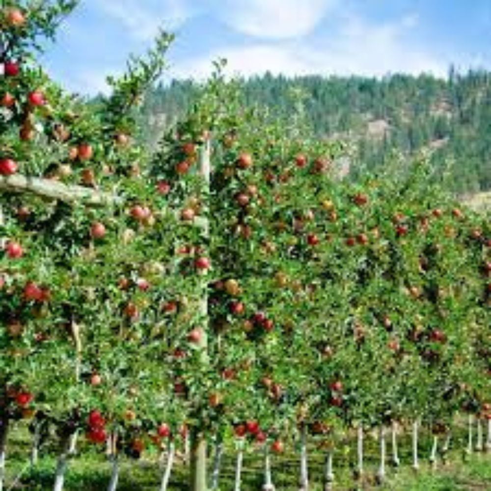 Expert Gardener 3-4 ft. tall Semi Dwarf Gala Apple Live Tree in 7- Gallon Grower Pot