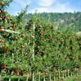 thumbnail image 5 of 2-3 ft Gala Apple Tree, 5 of 6