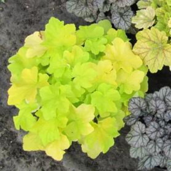 Citronelle Coral Bells, Heuchera - Heuchera villosa 'Citronelle'