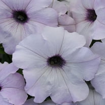 Silver Easy Wave Petunia Flower Seeds For Hanging Baskets & More - 30 Seeds