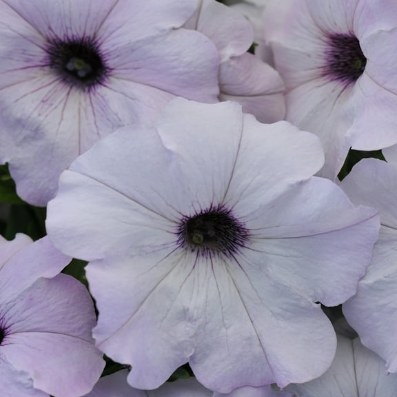Silver Easy Wave Petunia Flower Seeds For Hanging Baskets & More - 30 Seeds