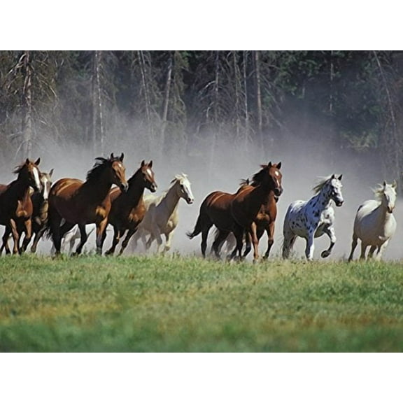 Animals Horse Stampede Birthday ~ Edible Icing Image Cake/Cupcake Topper!!! (1/4 sheet)