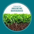 thumbnail image 5 of Pennington Argentine Bahiagrass Grass Seed, for Full Sun, 7 lb. 1 New Bag, 5 of 13