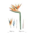 thumbnail image 2 of CAG 11x14 Gold Ornate Wood Framed with Double Matting Museum Art Print Titled - Strelitzia reginoe, 2 of 4