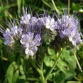 thumbnail image 2 of Outsidepride Annual Lacy Phacelia Plant Seed for Full Sun - 1/4 LB, 2 of 3