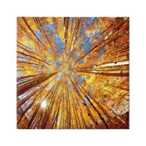 Stupell Industries Colorado Autumn Trees Nature Photography Gallery Wrapped Canvas Print Wall Art, 36 x 36