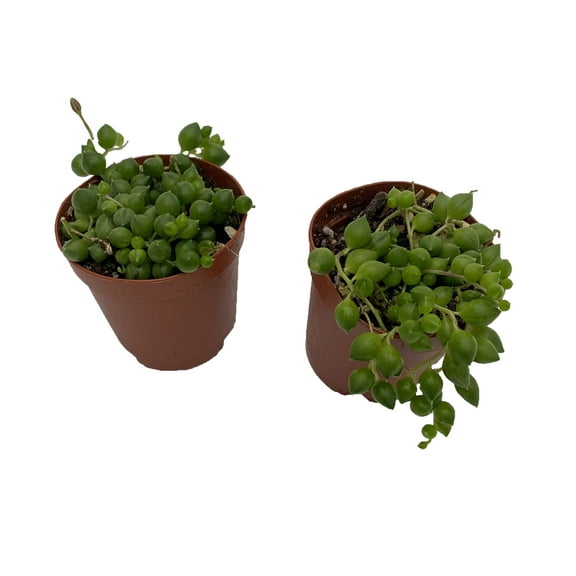 String of Pearls - Senecio rowleyanus - 2 pack 2" Pots