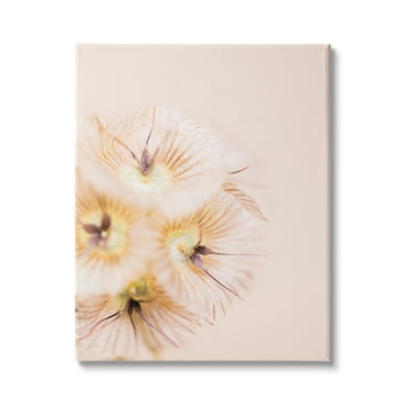 Stupell Industries Unique Florals Blooming Bleach Blonde Petals Abstract Photography, 24 x 30,Design by Renee W. Stramel