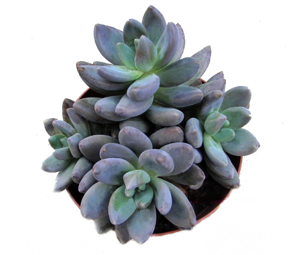 succulent with purple flowers succulent with purple flowers