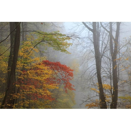 Fog and Fall Foliage, Smoky Mountains National Park, Tennessee, USA Print Wall Art By Joanne (Best Fall Foliage Trips Usa)