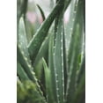 thumbnail image 2 of 1x Studio III 13x18 White Modern Wood Framed Museum Art Print Titled - Cacti, 2 of 4