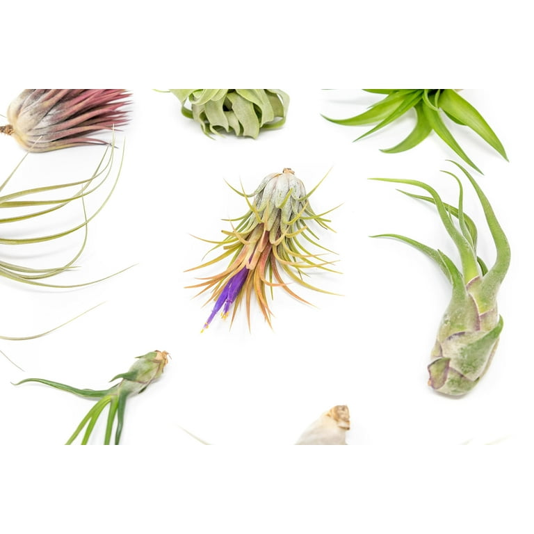 Air Plant Small Grab Bag –