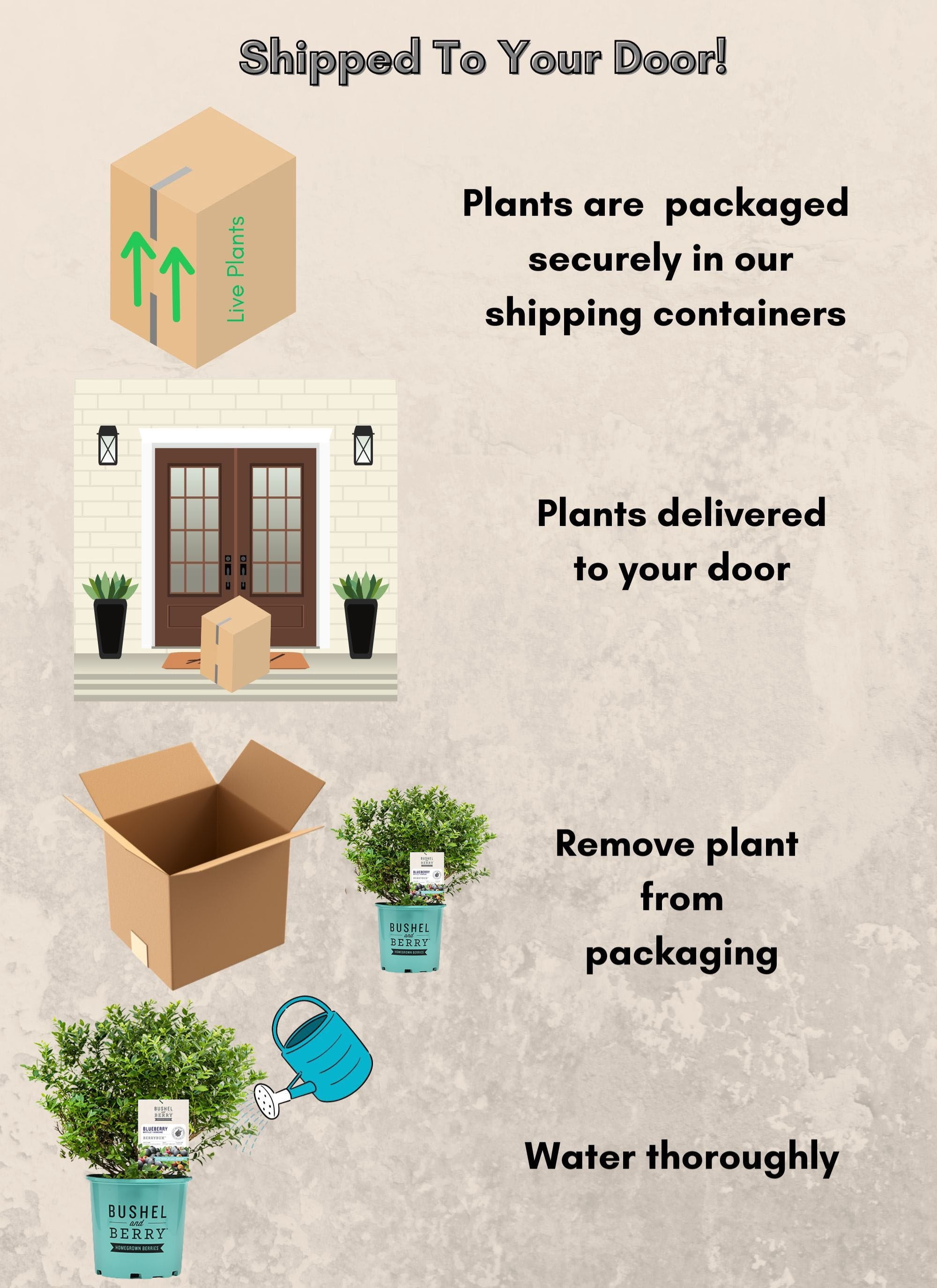 Bushel & Berry Blueberry Berrybux Live Shrub in 2-Gallon Grower Pot