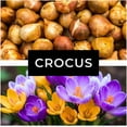 thumbnail image 5 of Ruby Giant Crocus Bulbs for Planting - Perennial Garden Flowers (20 Bulbs), 5 of 8
