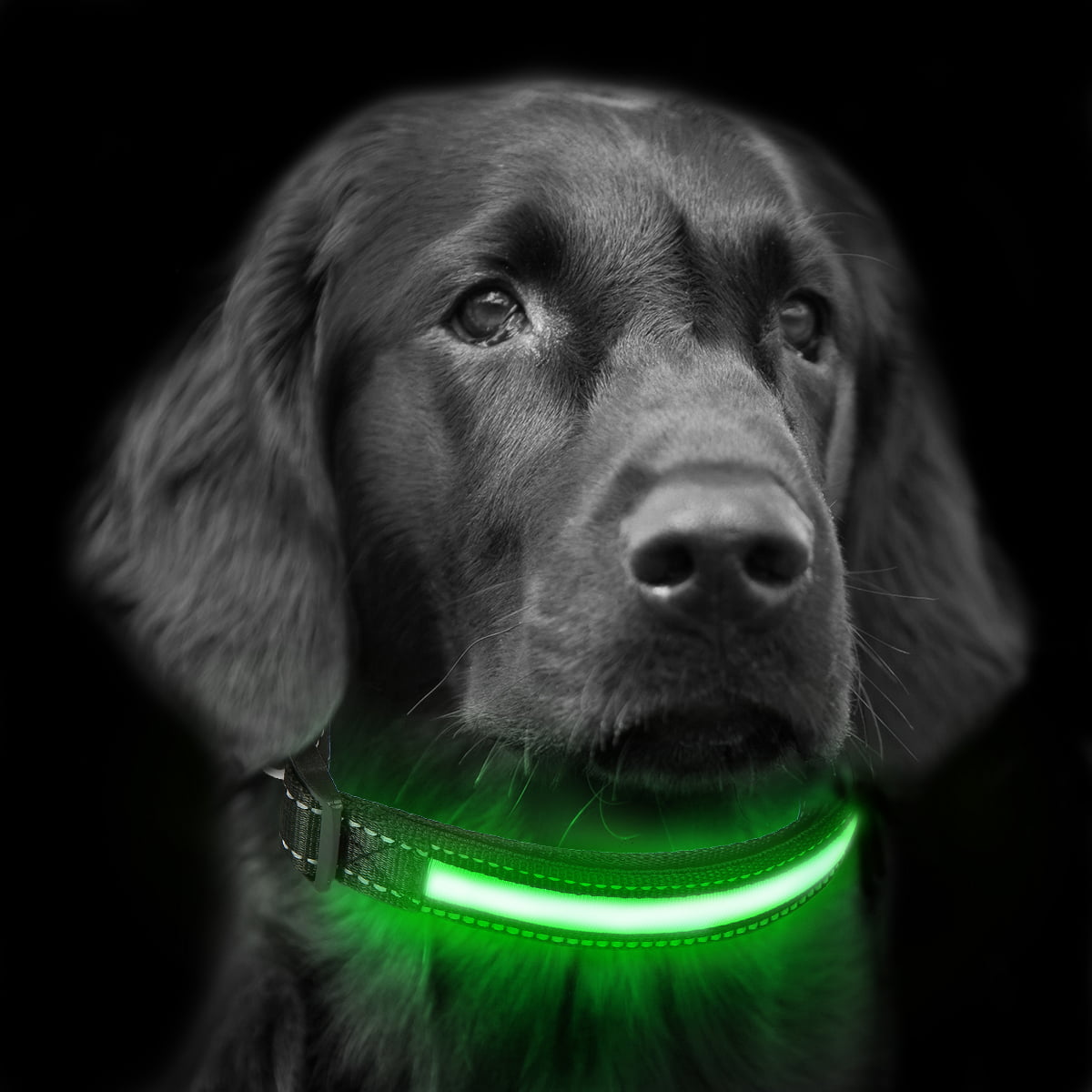 Built in SOLAR Panel Lobo Commander LED Light Up Dog Collar-USB Rechargeable 