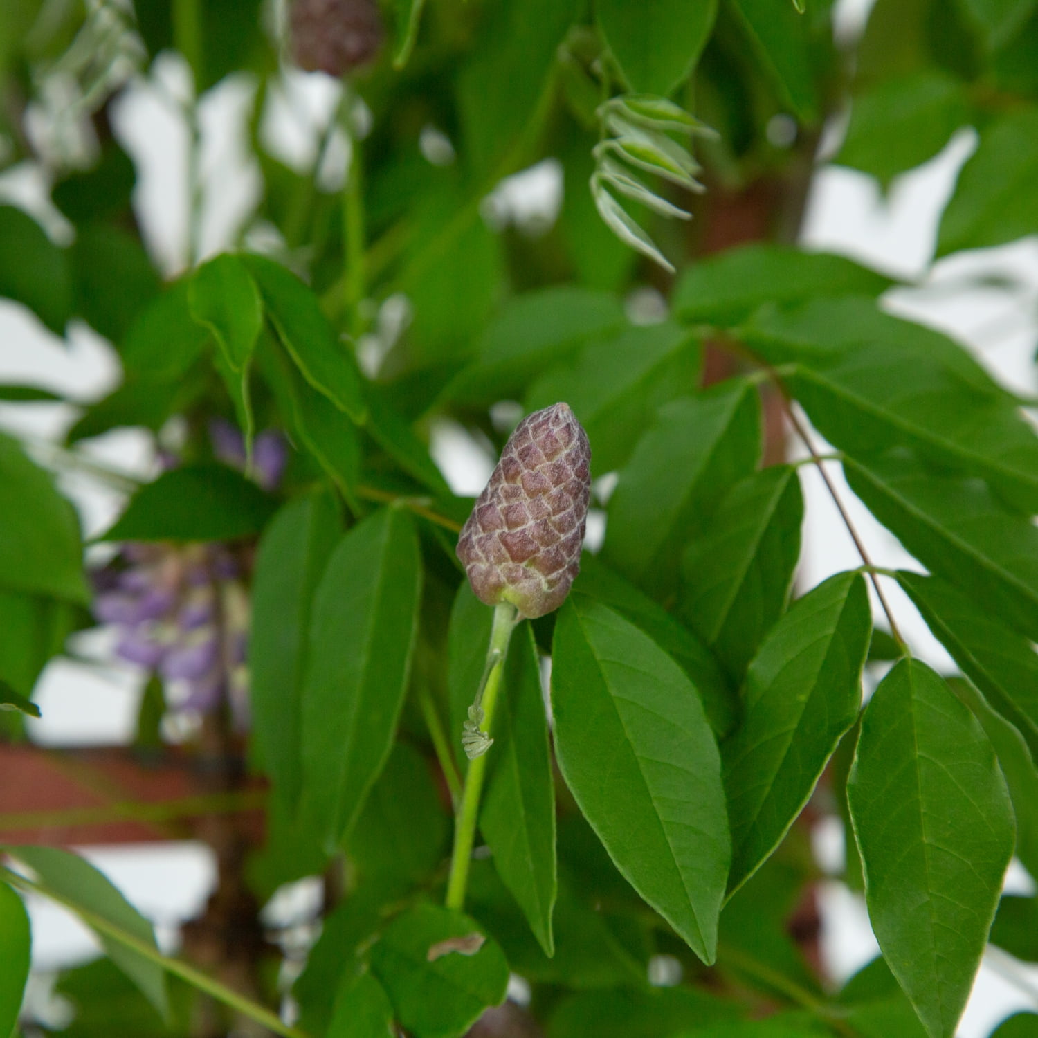 Expert Gardener Amethyst Falls Wisteria Vine, 2.5 Gallon - Lavender-Purple, Sun Exposure Needs: Full Sun or Partial Shade