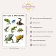 thumbnail image 3 of Eastern Print Educational Reptiles & Amphibians Poster, Toddler Activity Toys Decor, Preschool Poster, Kids Study Material Wall Art for Nursery, Classroom, Bedroom, Pre School Kids, UNFRAMED 8x12, 3 of 4