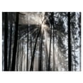 thumbnail image 1 of Designart 'Sunbeams through Black White Forest ' Forest Canvas Wall Art Print, 1 of 3