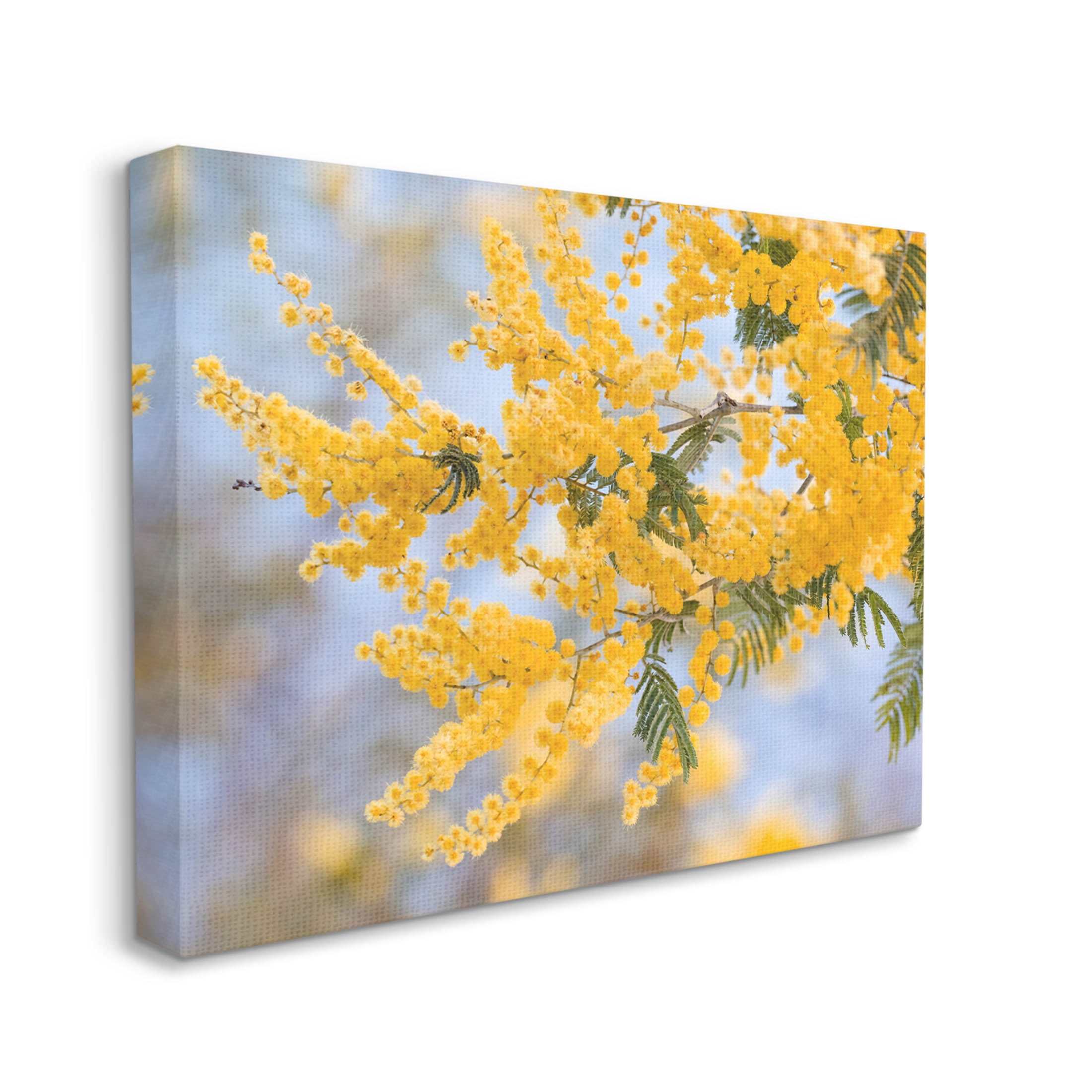 Yellow Mimosa Tree Flowers Nature Botanical & Floral Photograph Gallery Wrapped Canvas Print Wall Art