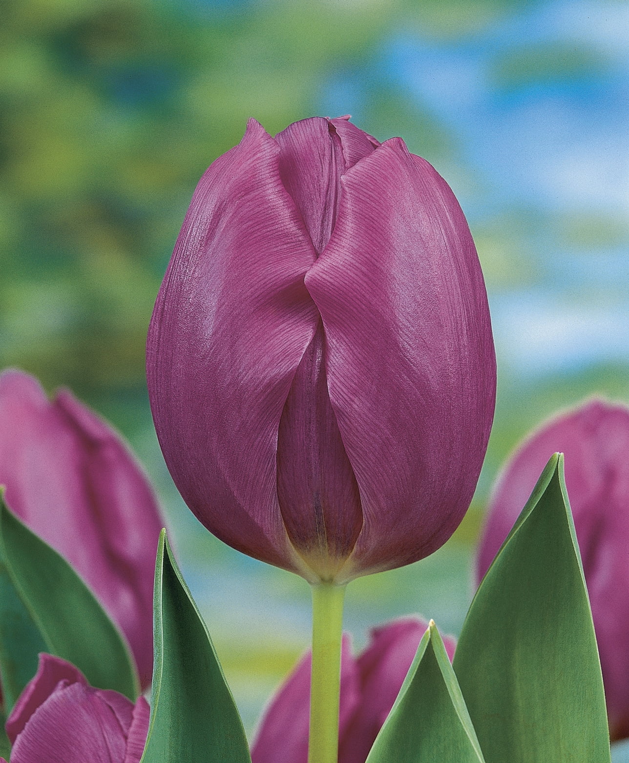 Tulipe TASC Simple Précoce Purple Prince Quantité : 8 bulbes par sachet
