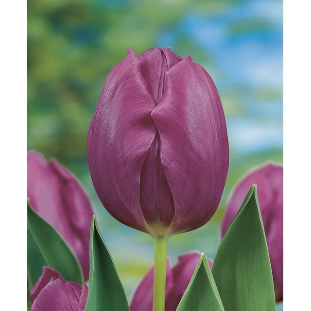 Bulbe de tulipe TASC « Purple Prince », fleur vivace à floraison précoce.