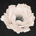 thumbnail image 2 of Medley, Elizabeth 26x26 White Modern Wood Framed Museum Art Print Titled - Pink Flower on Black II, 2 of 4