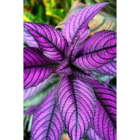 Persian Shield Live Plant - Strobilanthes - Inside/Out - 2" Pot