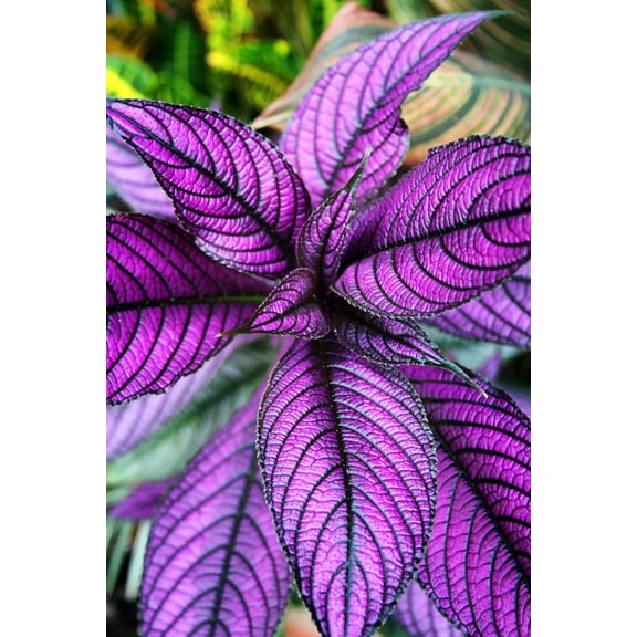Persian Shield Live Plant - Strobilanthes - Inside/Out - 2" Pot