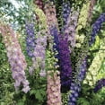 thumbnail image 2 of Expert Gardener Delphinium Mix Set of 5 Dormant Bare Roots for Partial Sun, Multi-Color, Perennial, 2 of 7