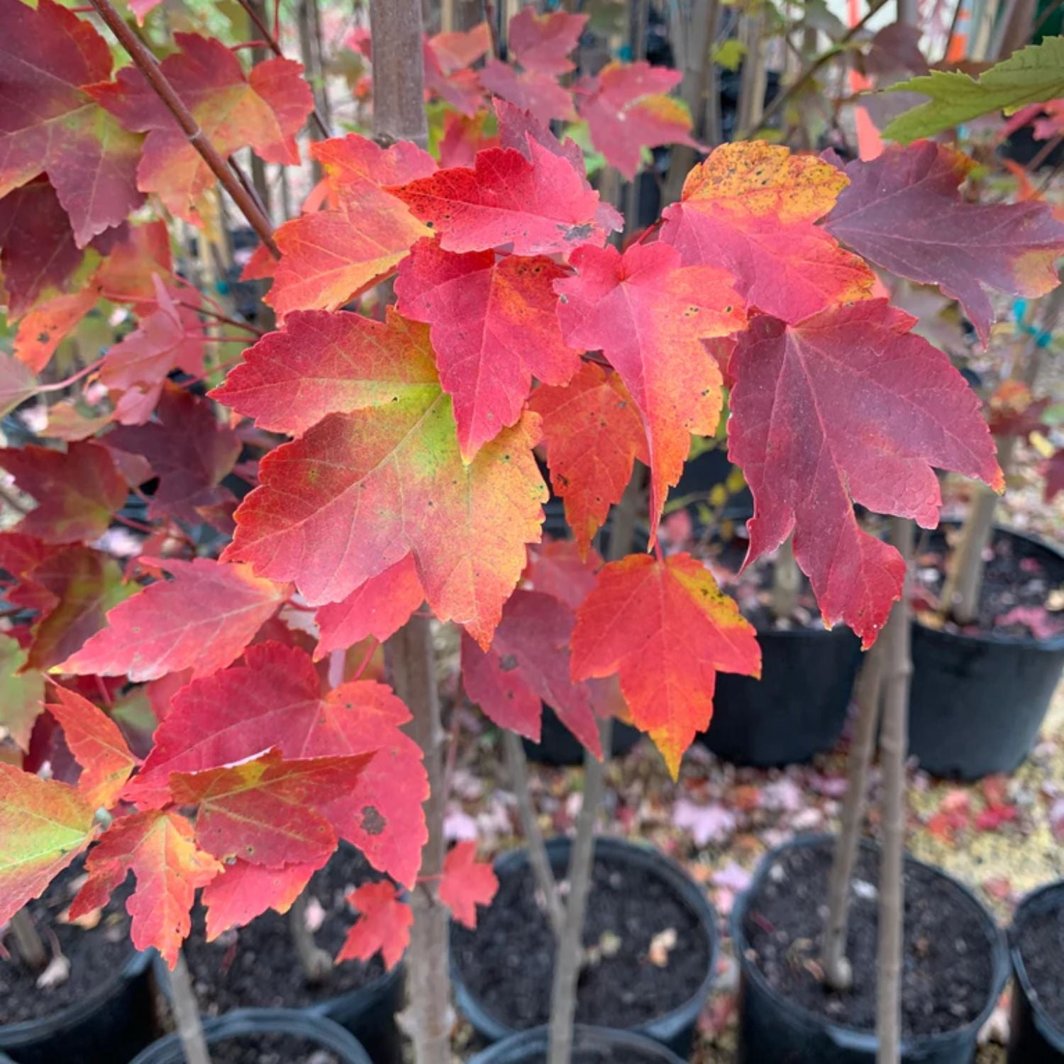 Expert Gardener 3-4' Burgandy Belle Maple Tree in 7 gal. Grower Pot