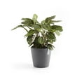 thumbnail image 4 of Ecopots Amsterdam Durable Modern Round Indoor/Outdoor Recycled Based Composite Flower Pot Planter, Grey, 10", 4 of 4