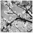 thumbnail image 1 of Great BIG Canvas | "Black and White Blossoms II" Art Print - 16x16, 1 of 4