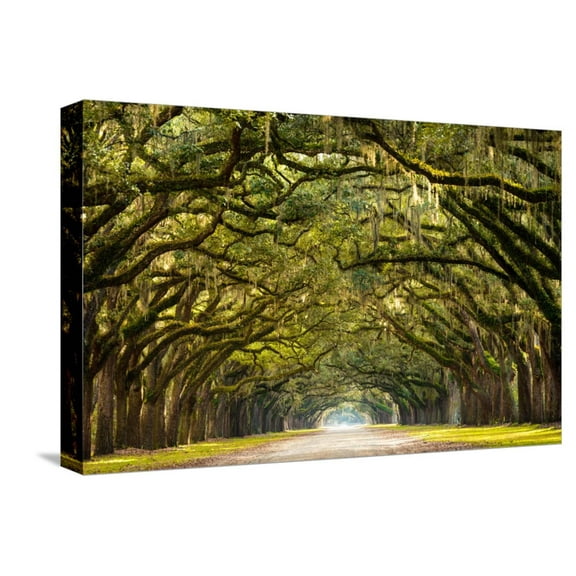 Art.com A Stunning, Long Path Lined with Ancient Live Oak Trees Draped in Spanish Moss in the Warm, Late Af Stretched Canvas Print Wall Art by Serge Skiba, 18" x 12"