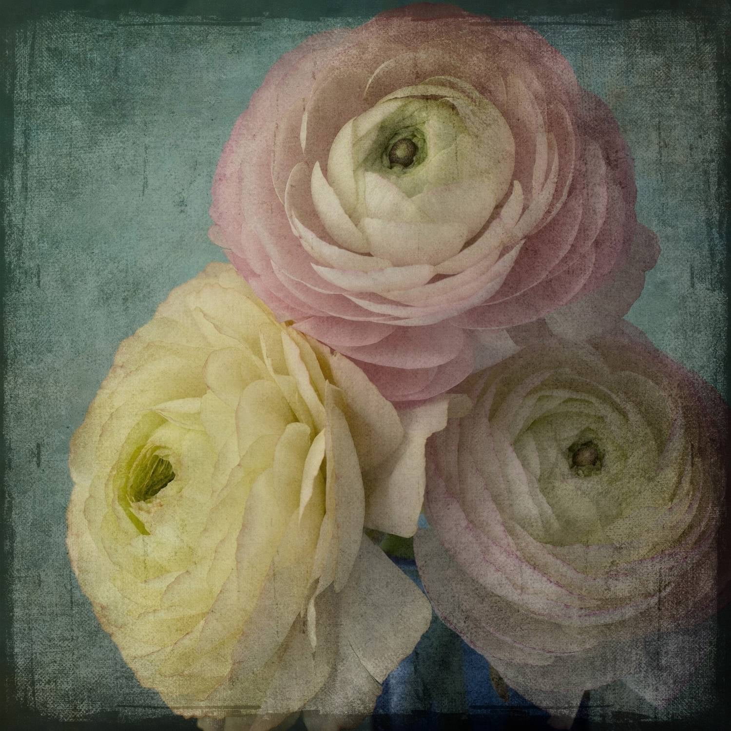 "Pink Ranunculus Vintage" Painting Print on Wrapped Canvas
