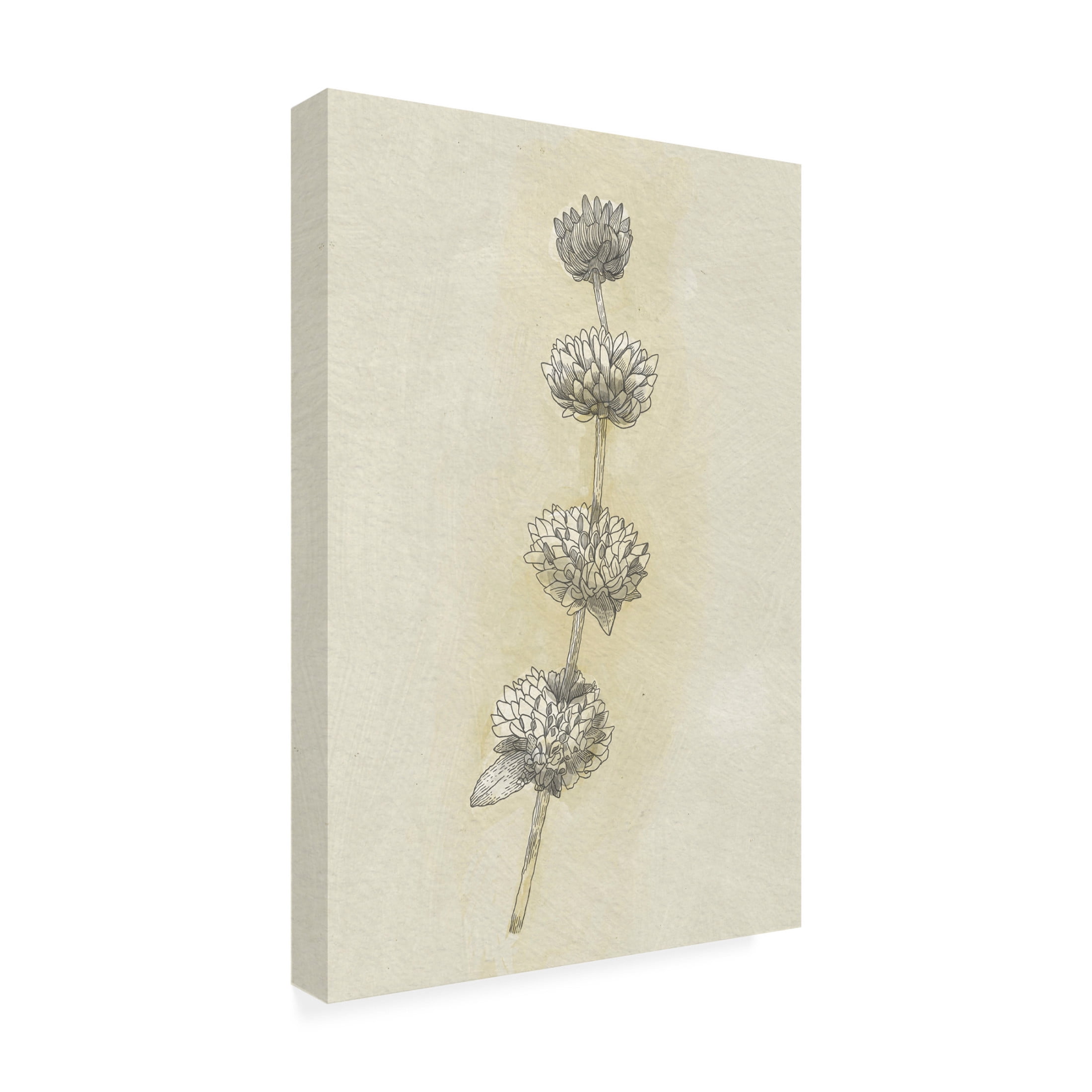 Trademark Fine Art Katie O'Shea Seed Pods Study I Canvas Wall Art