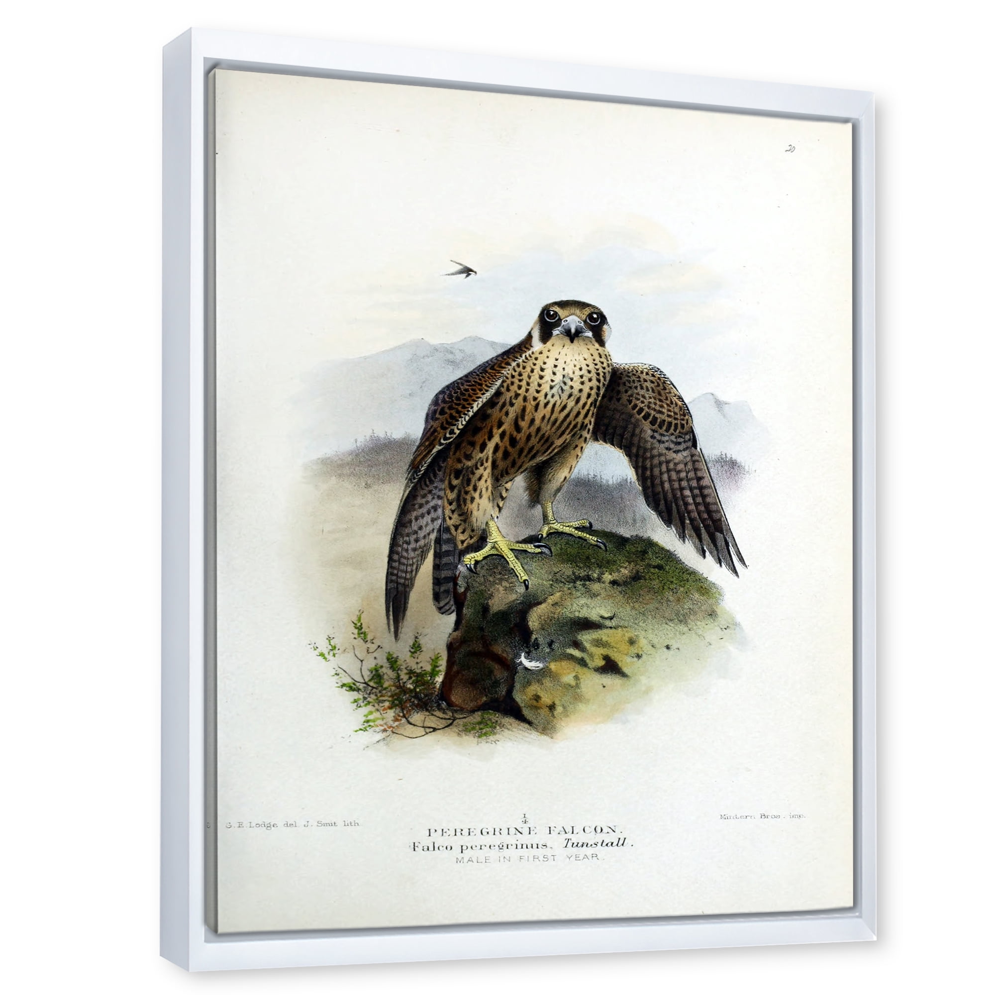Designart 'Ancient Bird Life VIII' Traditional Framed Canvas Wall Art Print
