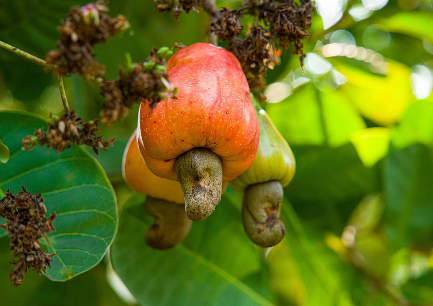 Dry Roasted Whole Cashews, 3 Pounds — Kosher, Vegan — by Food to Live