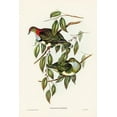 thumbnail image 2 of Gould, John 11x14 Black Ornate Wood Framed with Double Matting Museum Art Print Titled - Superb Fruit Pigeon-Ptilinopus superbus, 2 of 4