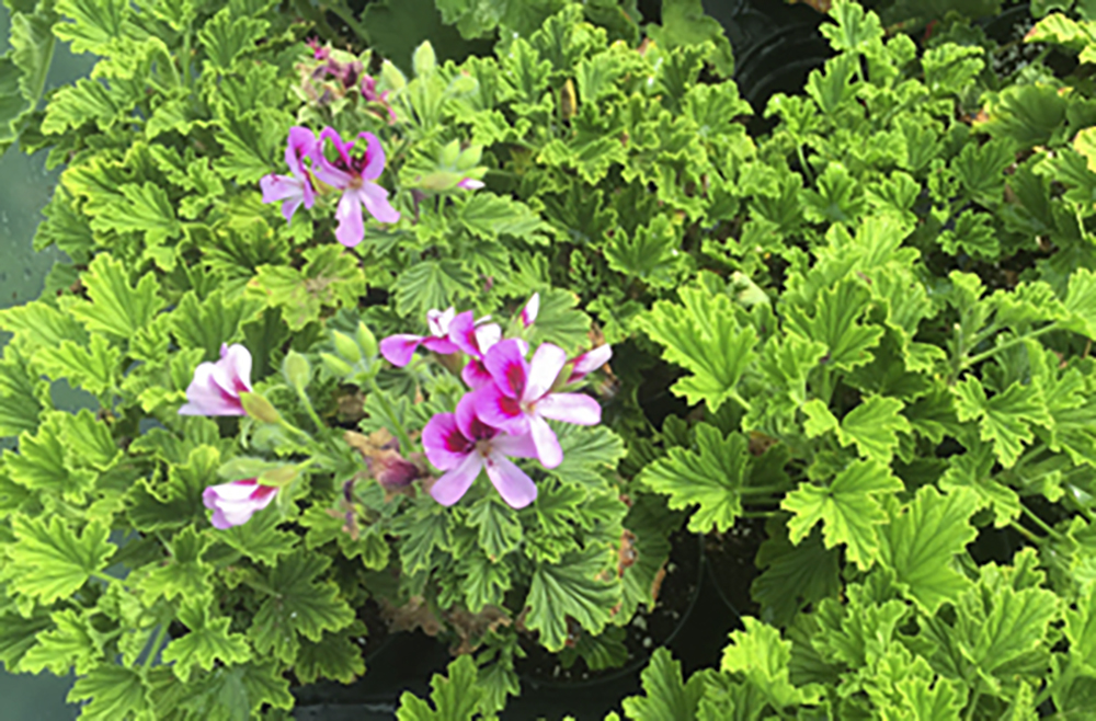 Orange Scented Leaf Geranium Grow Indoors or Out Live Plant 4