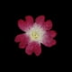 thumbnail image 3 of 2x12 Piezas De Flores Naturales De Verbena Perfecl Flores Secas Prensadas Naturales, 3 of 8