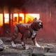 thumbnail image 5 of G.I. Joe Classified Series #135, Dreadnok Road Pig & Rawkus, Collectible 6 Inch Action Figure with Pet Dog Pit Bull Figure and 10 Accessories, 5 of 5