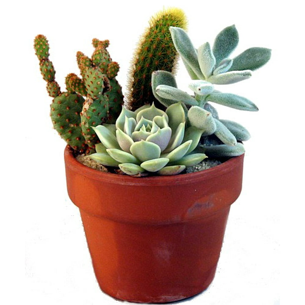 Cactus & Succulent Garden 3" Clay Pot 3 Different Plants Walmart