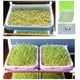 thumbnail image 3 of FENGGUIQU Para Cultivo De En Violeta Con Orificios Pequeños Para Germinación, 3 of 7