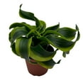 thumbnail image 4 of Dracaena Tornado 4 inch, Twisted Fragrans Rare Indoor Plant, 4 of 8